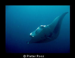 Giant Manta, passing by by Pieter Roos 